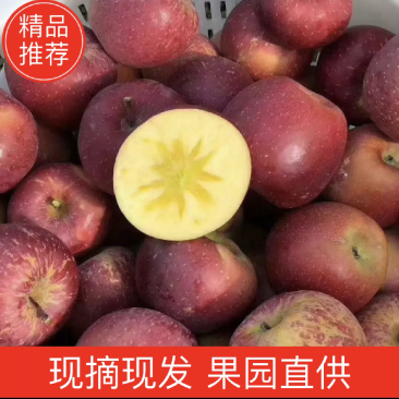 大凉山盐源糖心丑苹果一件代发代办服务电商平台供货