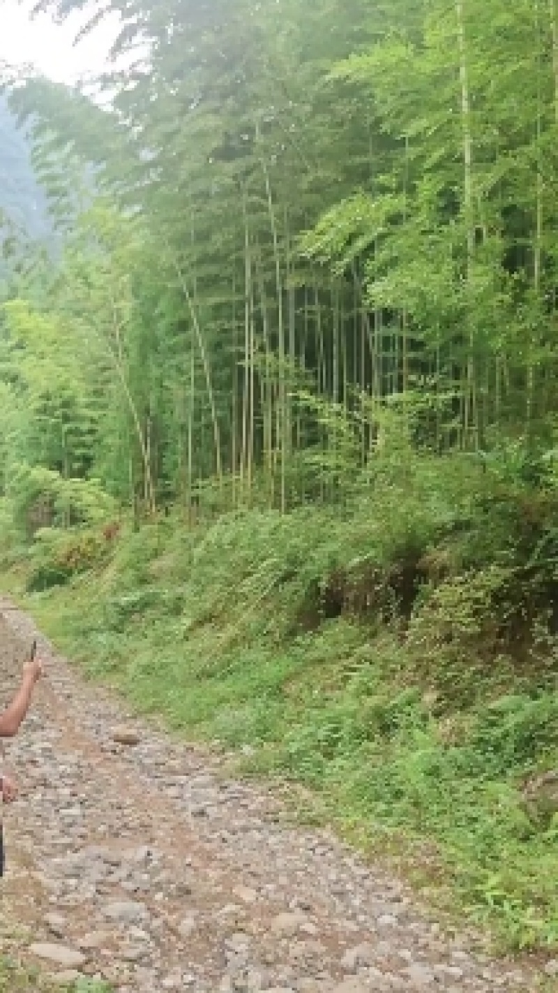 竹片，竹竿