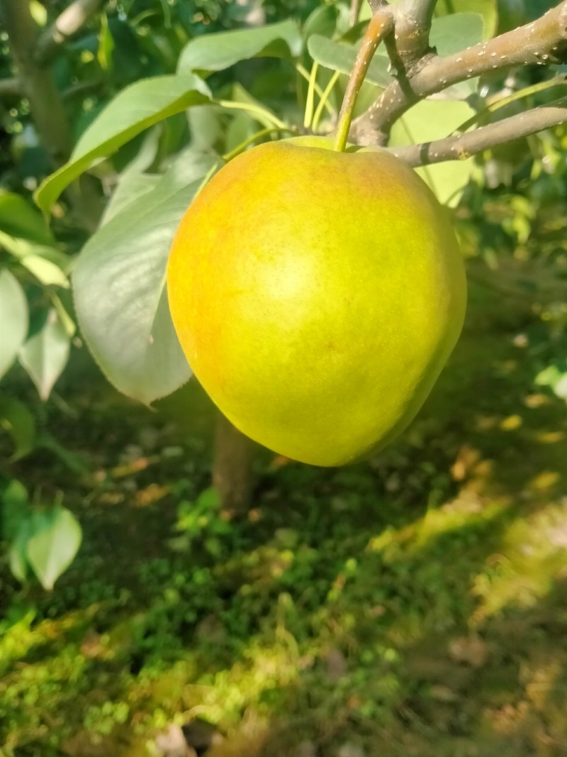 玉露香梨非诚匆扰