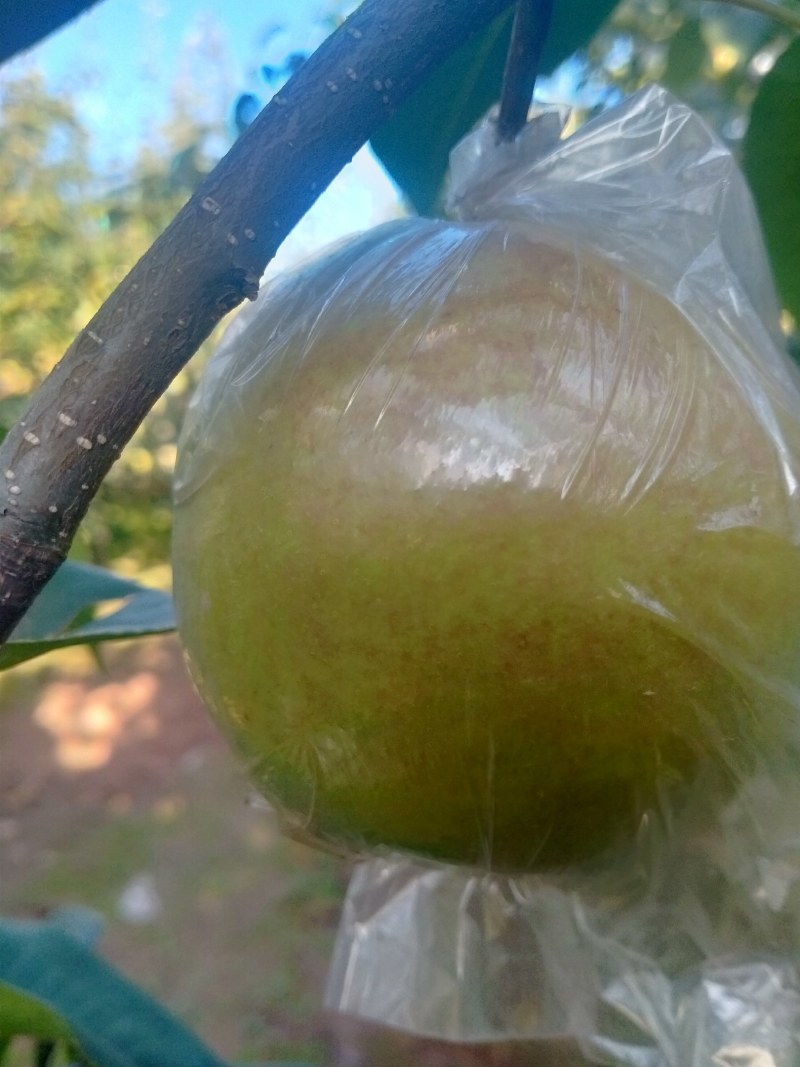 玉露香梨非诚匆扰