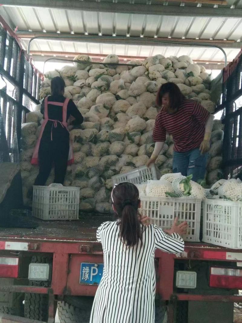 青梗白面有机散花，大米粒，小米粒，65，80等品种齐全