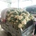 青梗白面有机散花，大米粒，小米粒，65，80等品种齐全