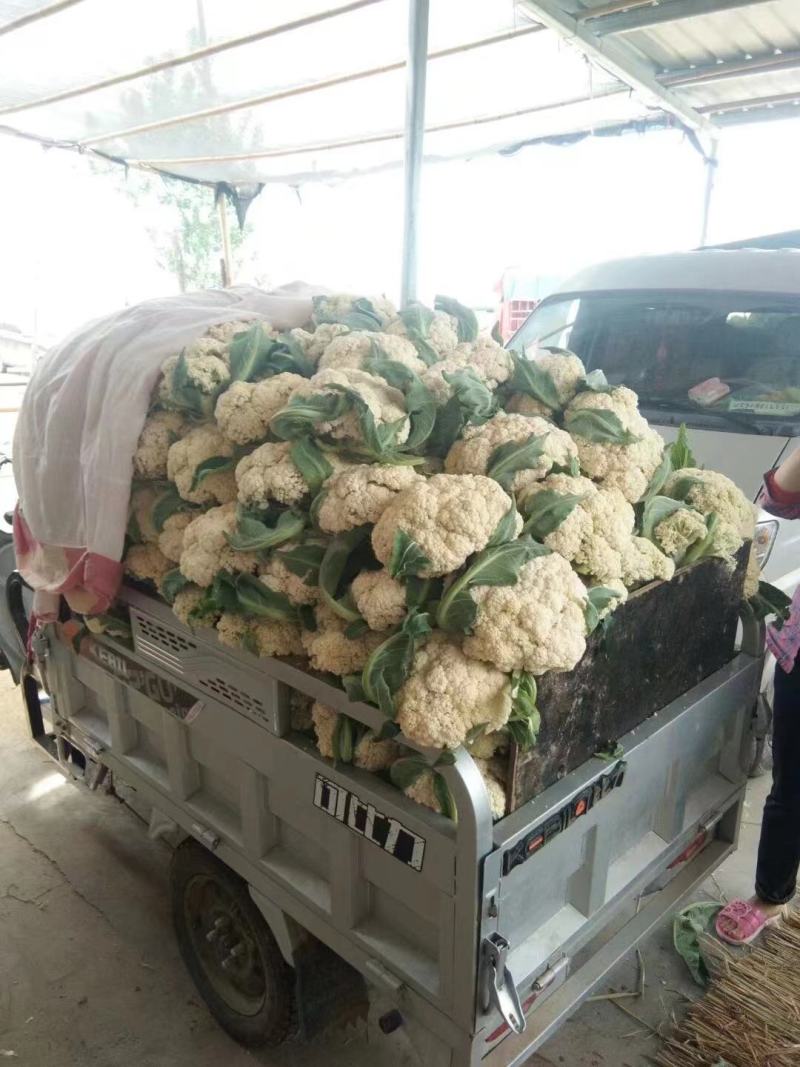 青梗白面有机散花，大米粒，小米粒，65，80等品种齐全
