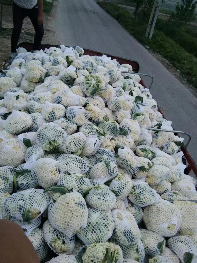 青梗白面有机散花，大米粒，小米粒，65，80等品种齐全