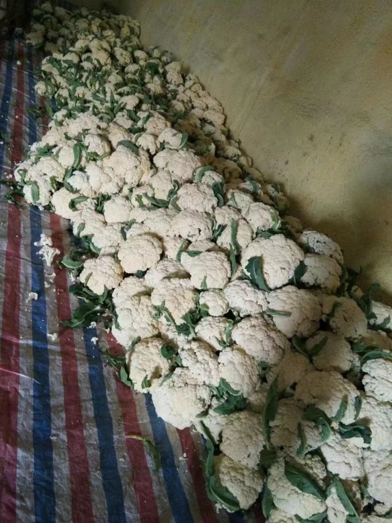 青梗白面有机散花，大米粒，小米粒，65，80等品种齐全