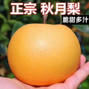 山农酥梨树苗秋月柱状梨保纯度死苗补发现挖现卖