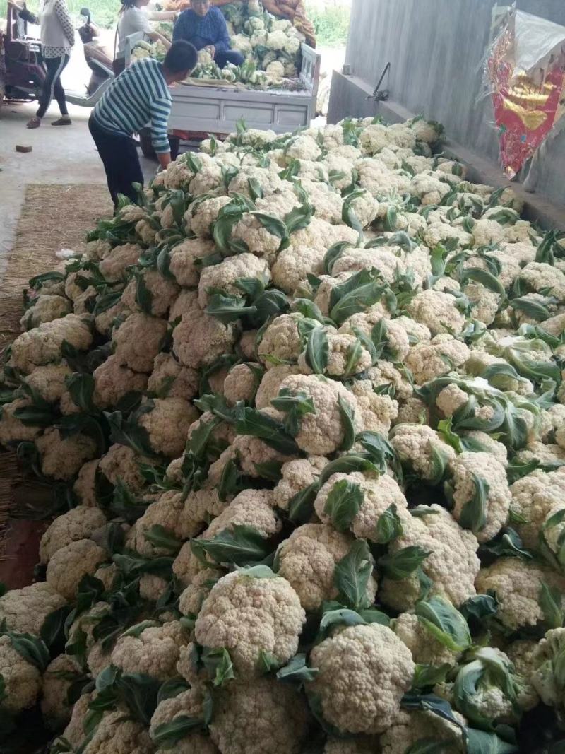 青梗白面有机散花，品种齐全，大米粒，小米粒，诚信经营！