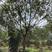 全冠朴树18-26公分，原生移栽苗，树形优美，成活率