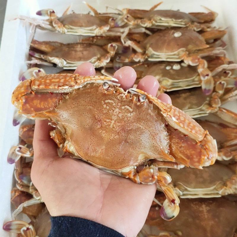 扁蟹肉蟹蟹肉饱满口感细腻产地发货质量保证