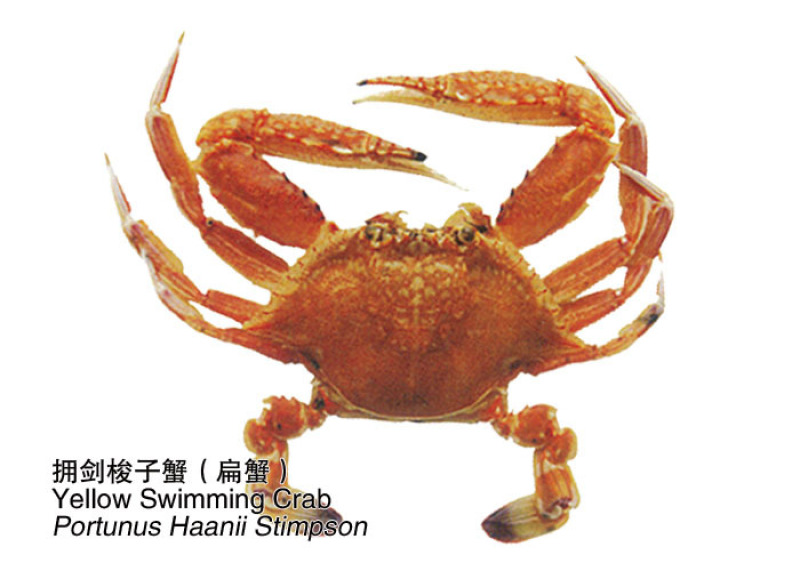 扁蟹肉蟹蟹肉饱满口感细腻产地发货质量保证