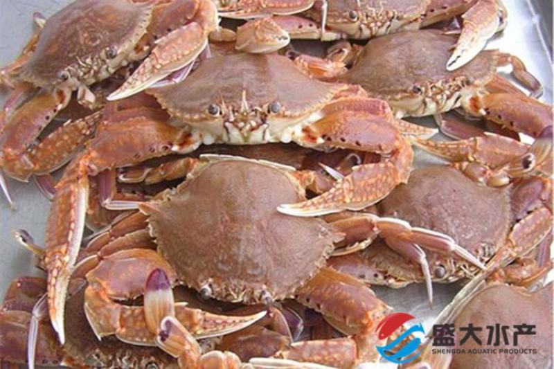 扁蟹肉蟹蟹肉饱满口感细腻产地发货质量保证