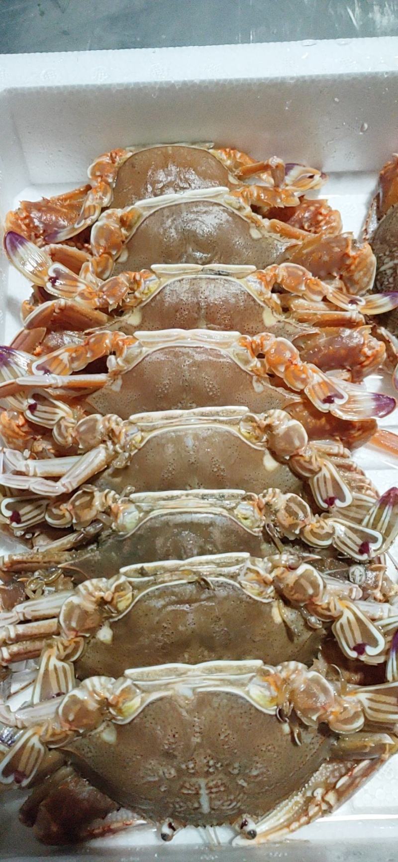 扁蟹肉蟹蟹肉饱满口感细腻产地发货质量保证
