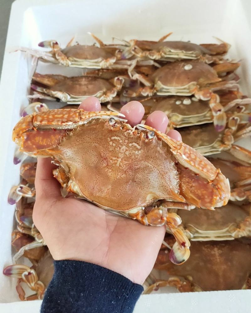 扁蟹肉蟹蟹肉饱满口感细腻产地发货质量保证
