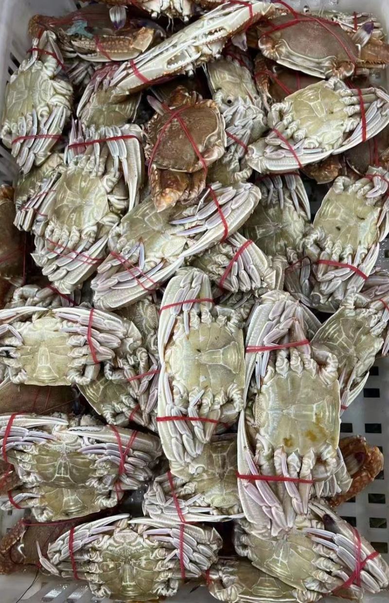 扁蟹肉蟹蟹肉饱满口感细腻产地发货质量保证
