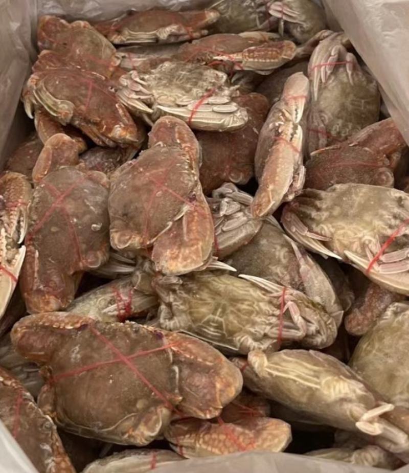 扁蟹肉蟹蟹肉饱满口感细腻产地发货质量保证