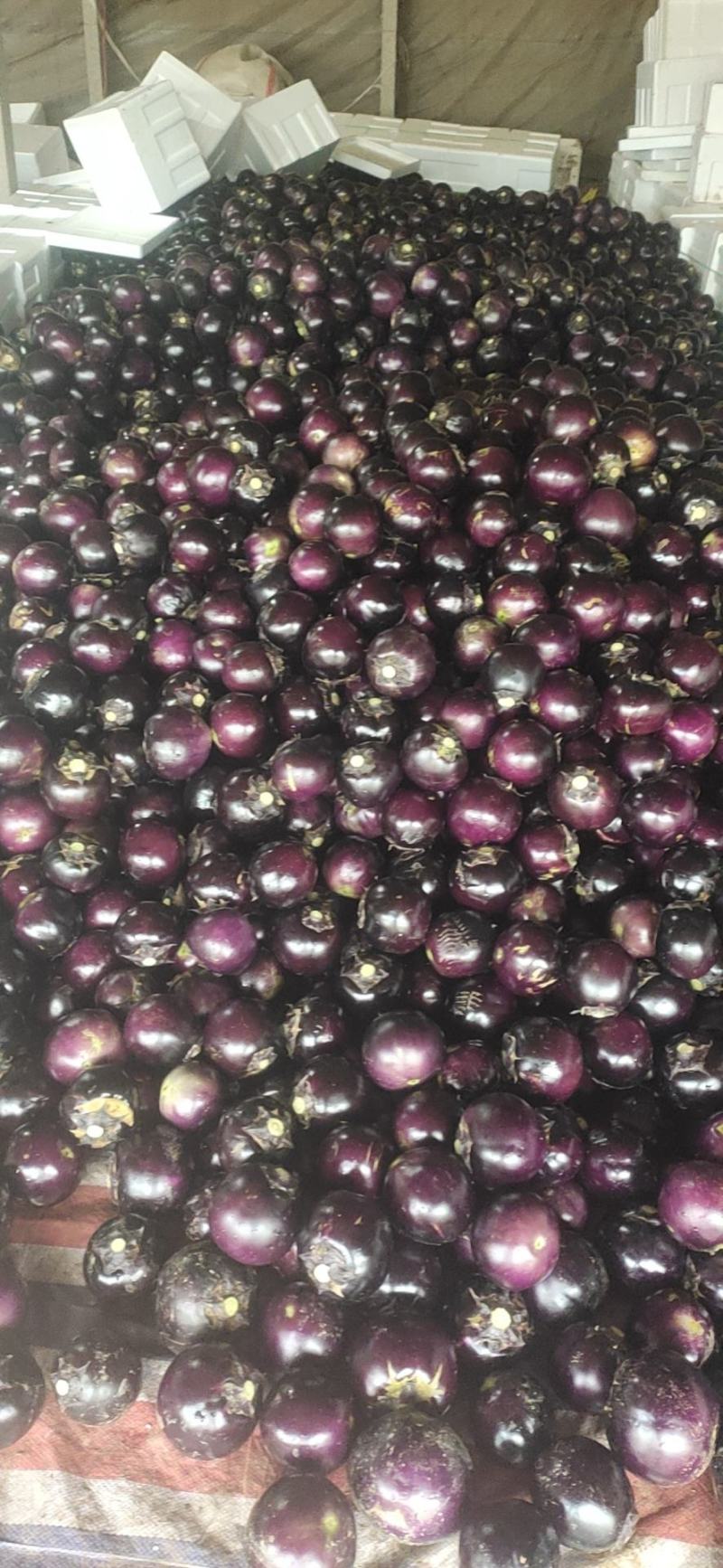 圆茄山东莘县圆茄大量上市货源充足价格平稳量大从优对接全