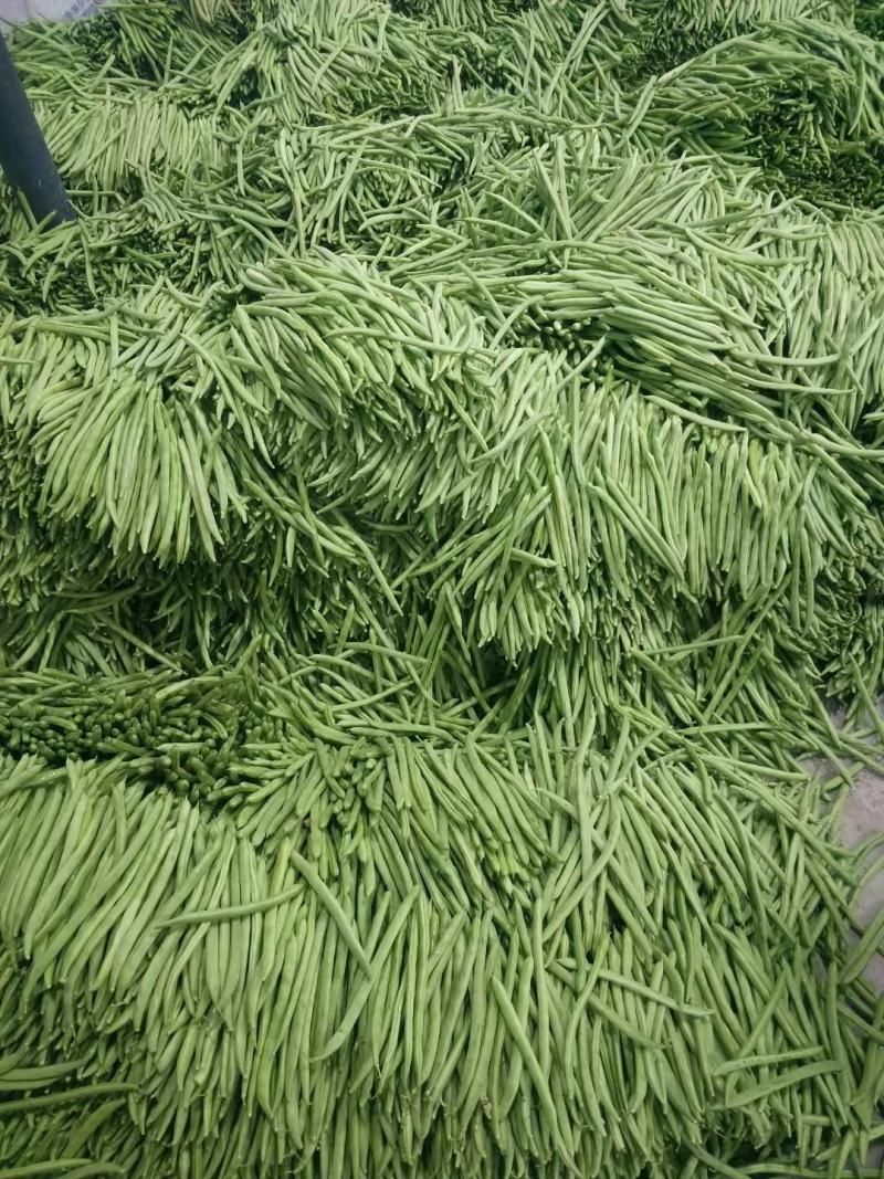 云南保山隆阳潞江镇小筋豆上市中
