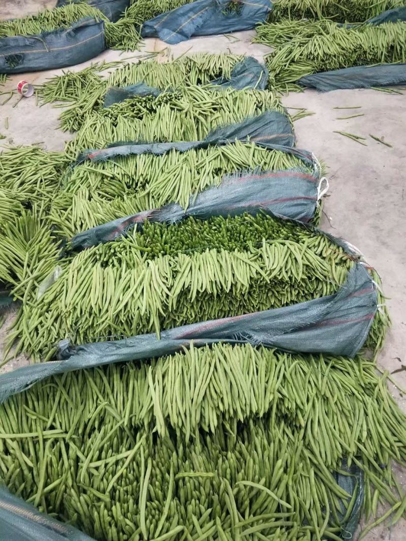 云南保山隆阳潞江镇小筋豆上市中