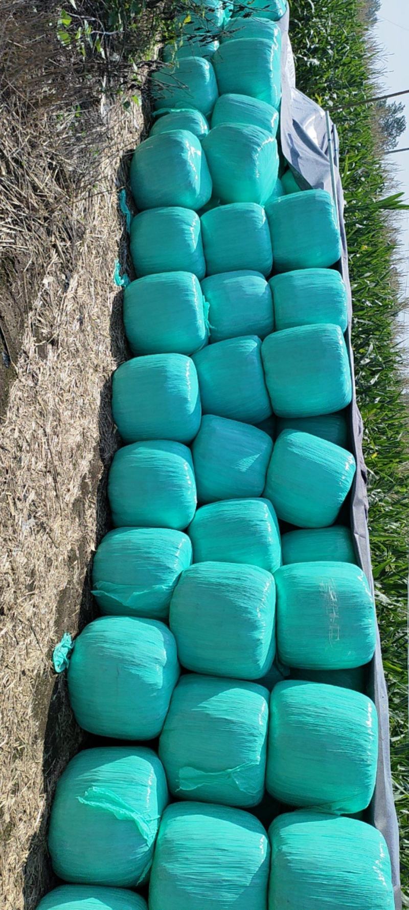 牧草玉米秸秆发酵玉米秸秆新鲜玉米