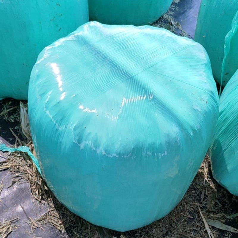 牧草玉米秸秆发酵玉米秸秆新鲜玉米