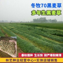 冬牧70黑麦草种子秋冬宽叶麦草耐寒高产畜牧草猪牛羊鸡鸭鹅