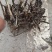 出售白芍芽。