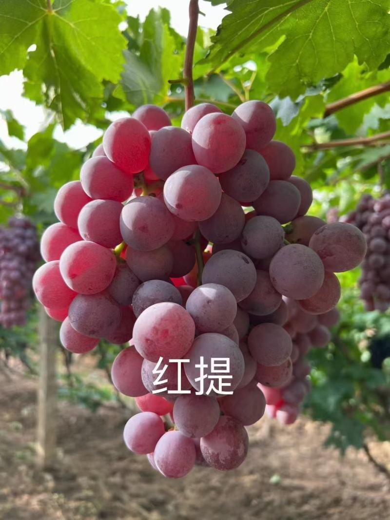 【红提】河北红提大量供应产地现摘现发可视频看货