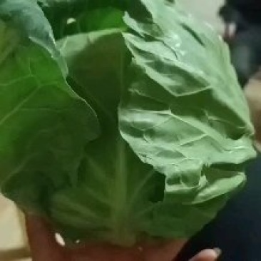 甘蓝