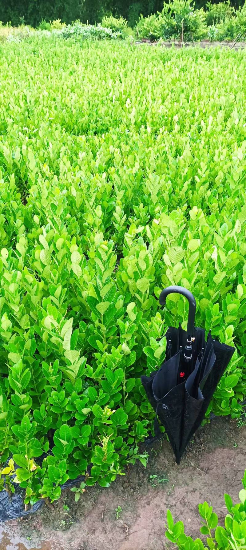 广东无籽香水柠檬无籽高产量苗！！（种下9个月开花结果）