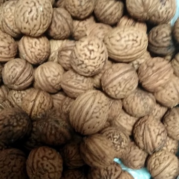 看桃核