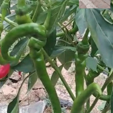 湘西高山螺丝椒。线椒。小米椒