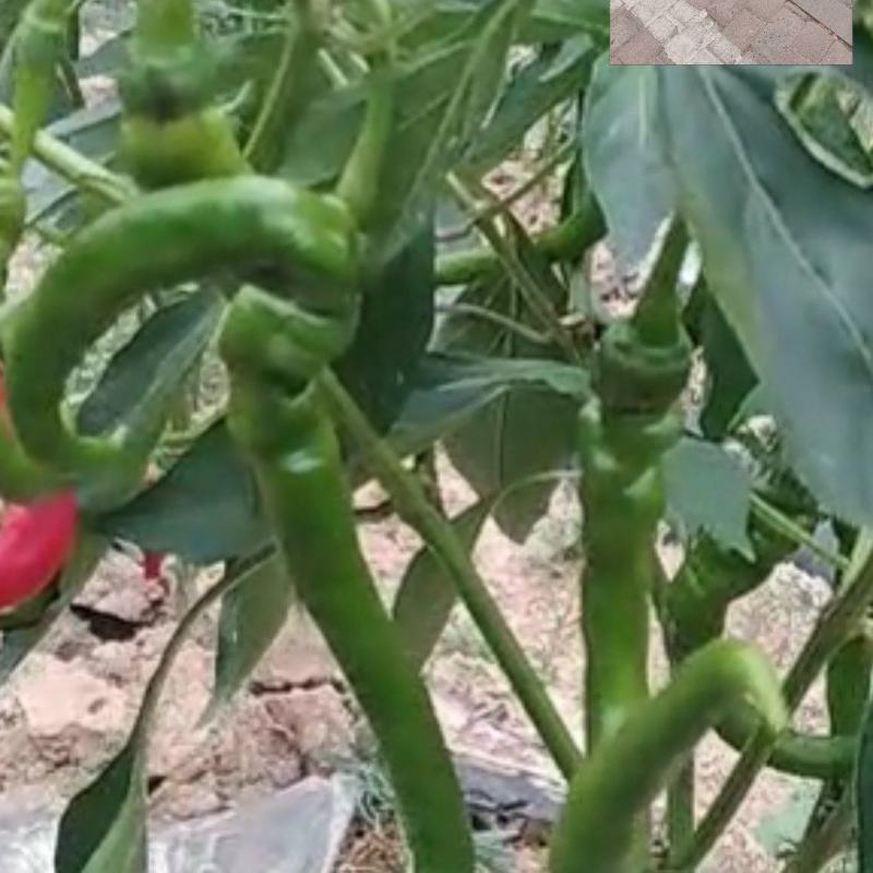 湘西高山螺丝椒。线椒。小米椒