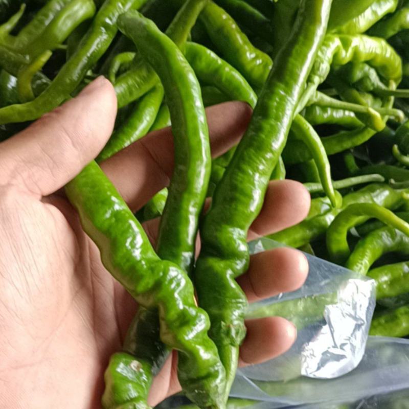 湘西高山螺丝椒。线椒。小米椒