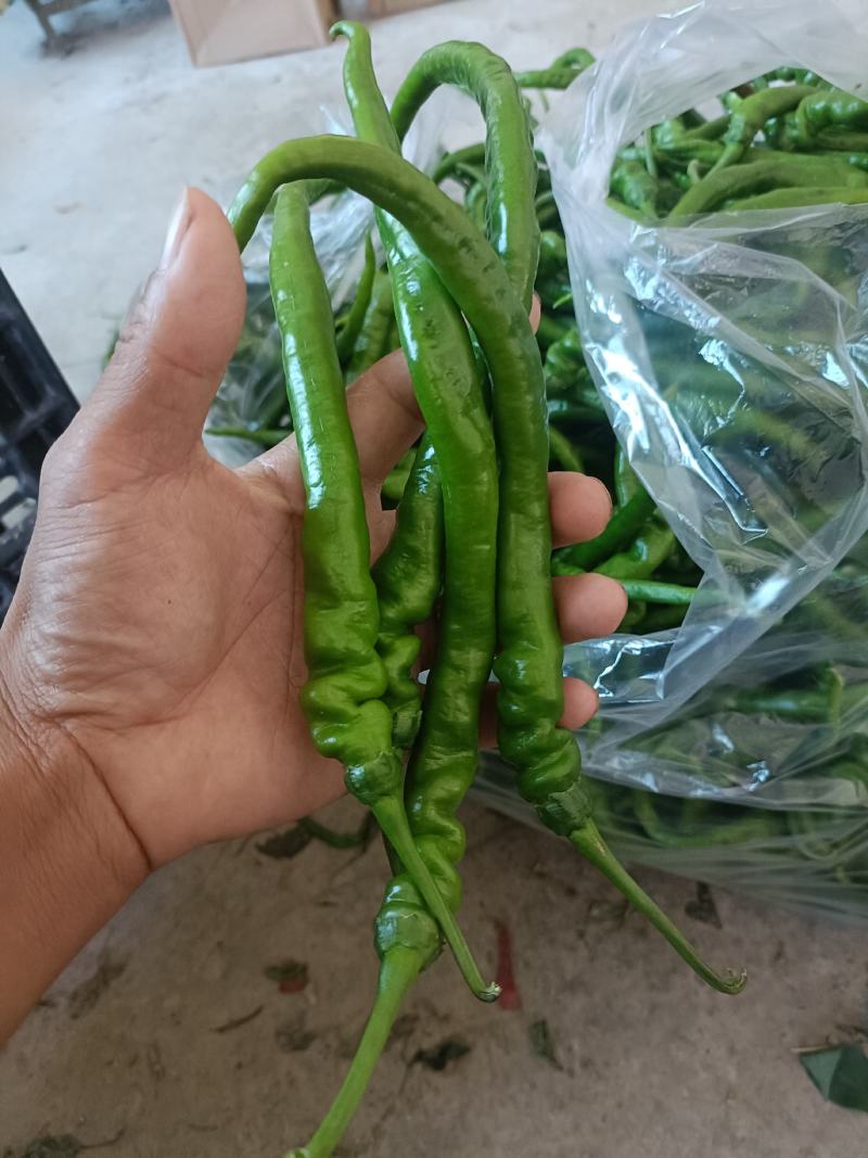 湘西高山螺丝椒。线椒。小米椒