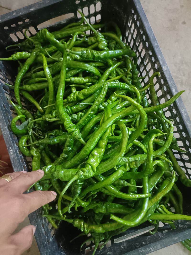 湘西高山螺丝椒。线椒。小米椒