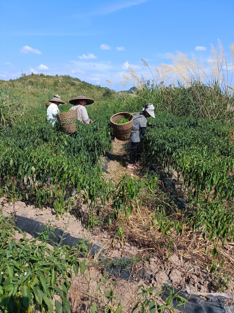 湘西高山螺丝椒。线椒。小米椒