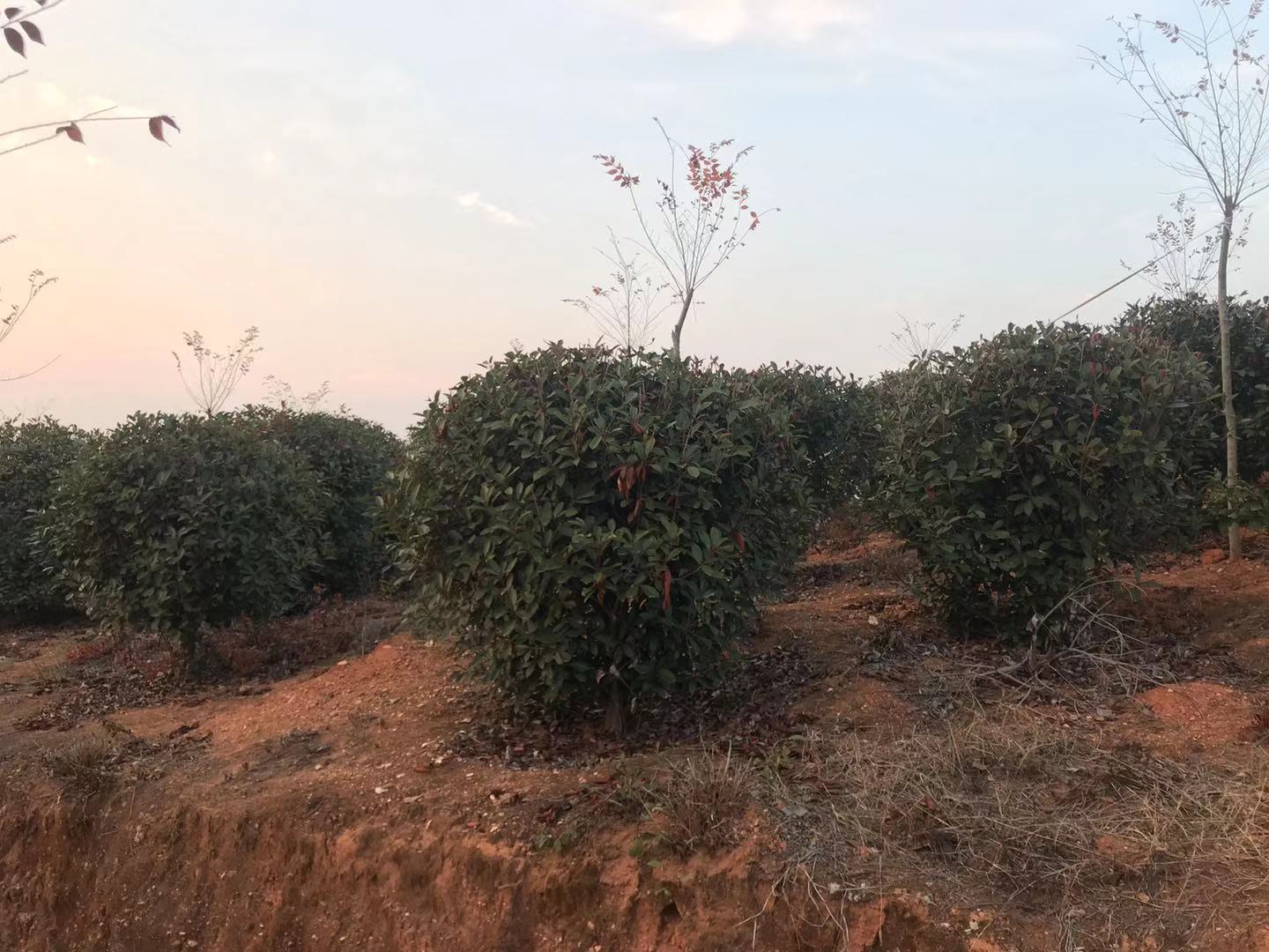 垂枝红梅园林应用实景