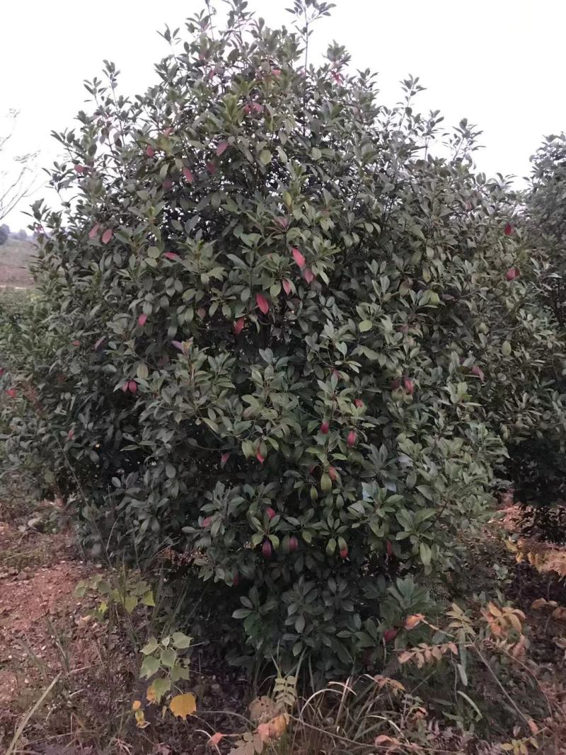精品红叶石楠球200cm-300cm冠幅的大量低价供应