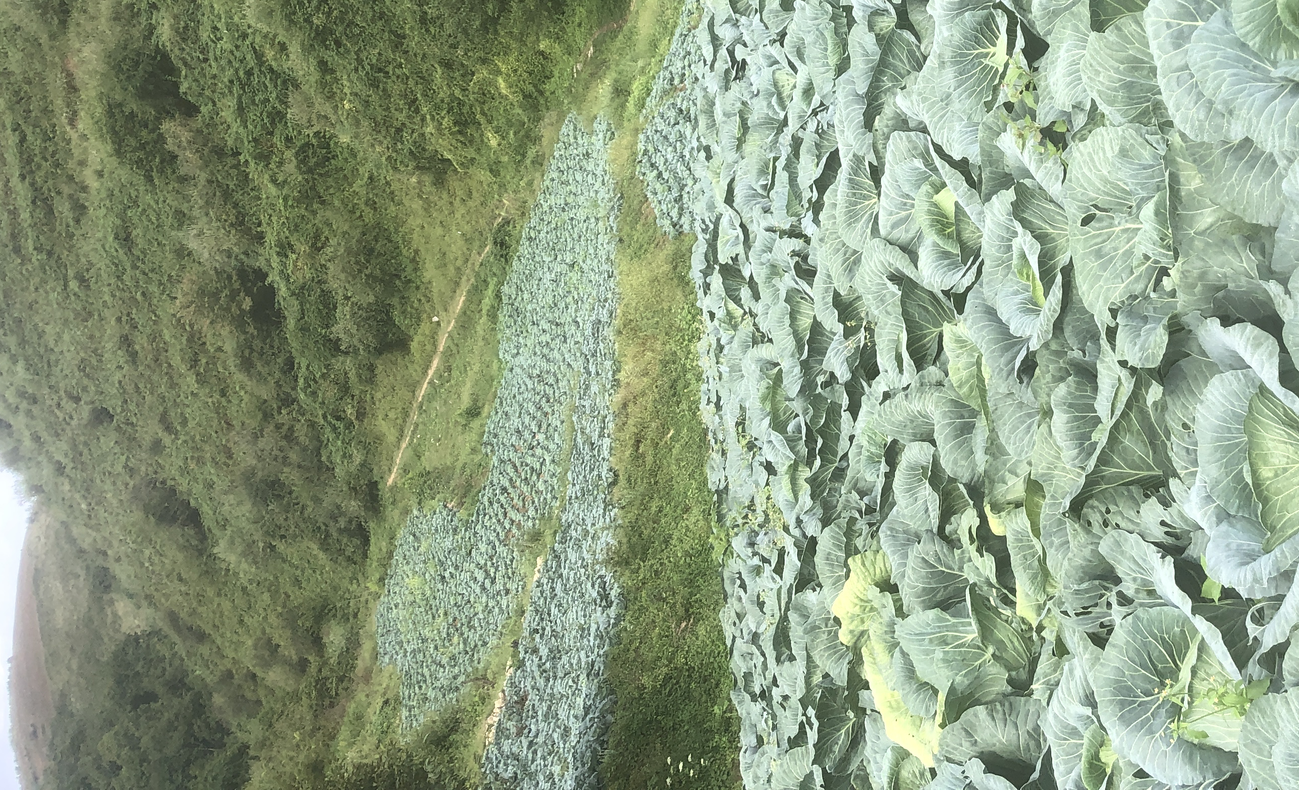 广东省广州市花都区梯面镇高山蔬菜种植区,成片绿油油的圆包菜田分布在丘陵缓坡地带,采用滴灌系统与地膜覆盖技术,田间管理规范,远处可见温控大棚与冷链物流中心 花都区现代化圆包菜种植基地航拍图