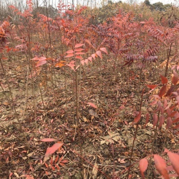 优质黄连木小苗高度30-180cm大量低价供应园林景观