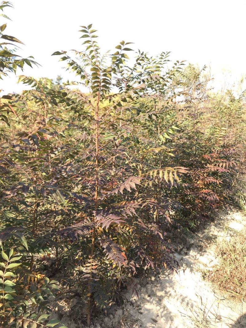 优质黄连木小苗高度30-180cm大量低价供应园林景观