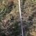 优质黄连木小苗高度30-180cm大量低价供应园林景观