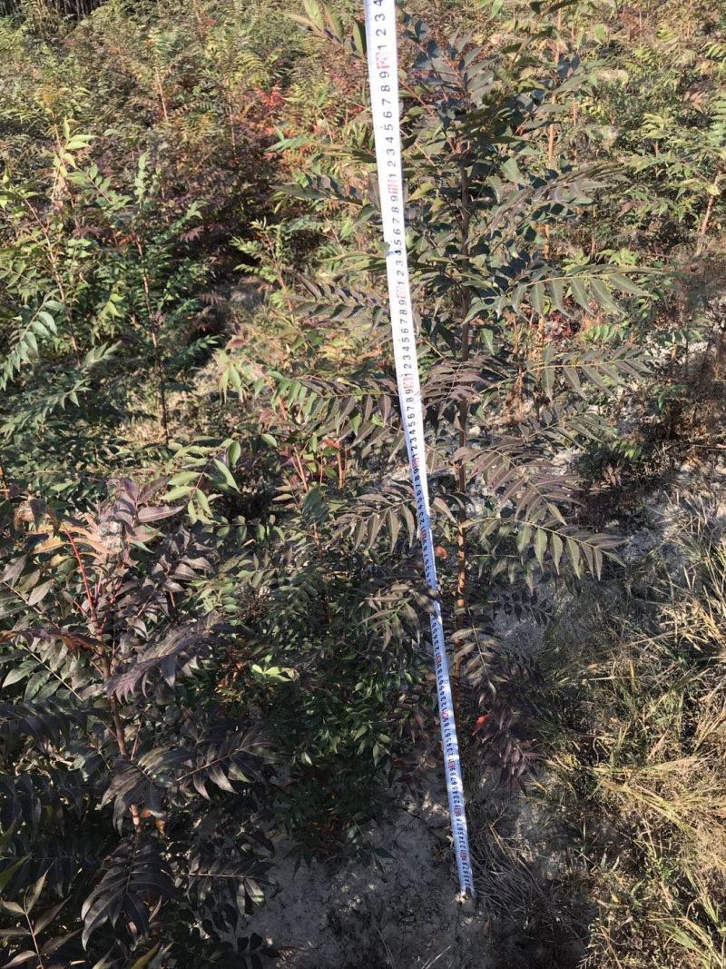 优质黄连木小苗高度30-180cm大量低价供应园林景观