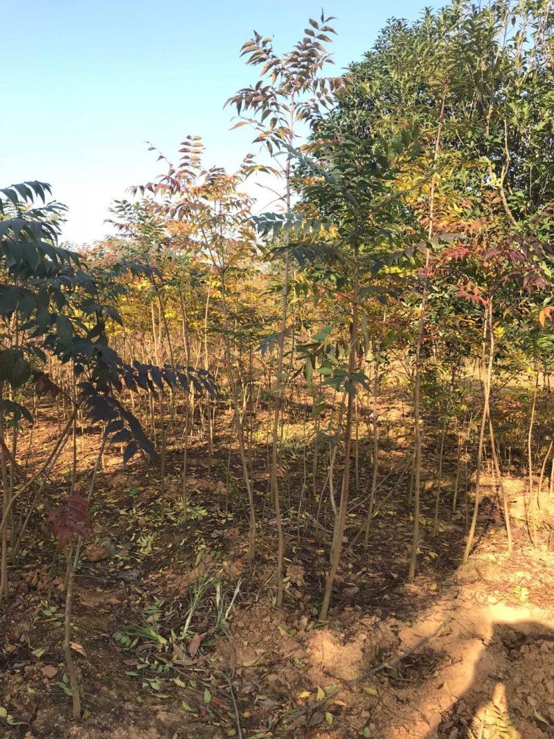 优质黄连木小苗高度30-180cm大量低价供应园林景观