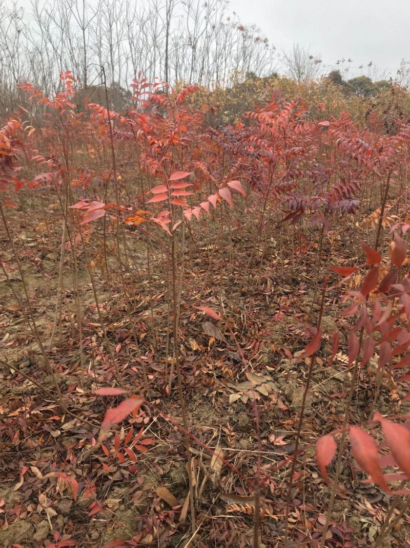 优质黄连木小苗高度30-180cm大量低价供应园林景观