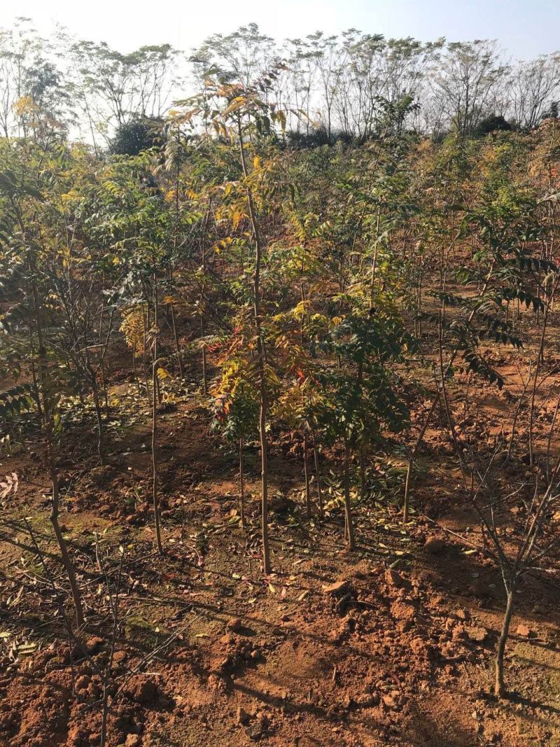 优质黄连木小苗高度30-180cm大量低价供应园林景观