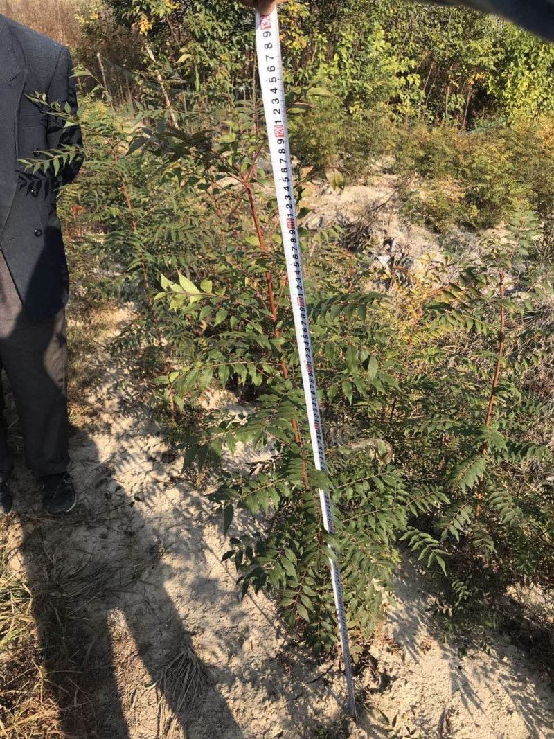 优质黄连木小苗高度30-180cm大量低价供应园林景观