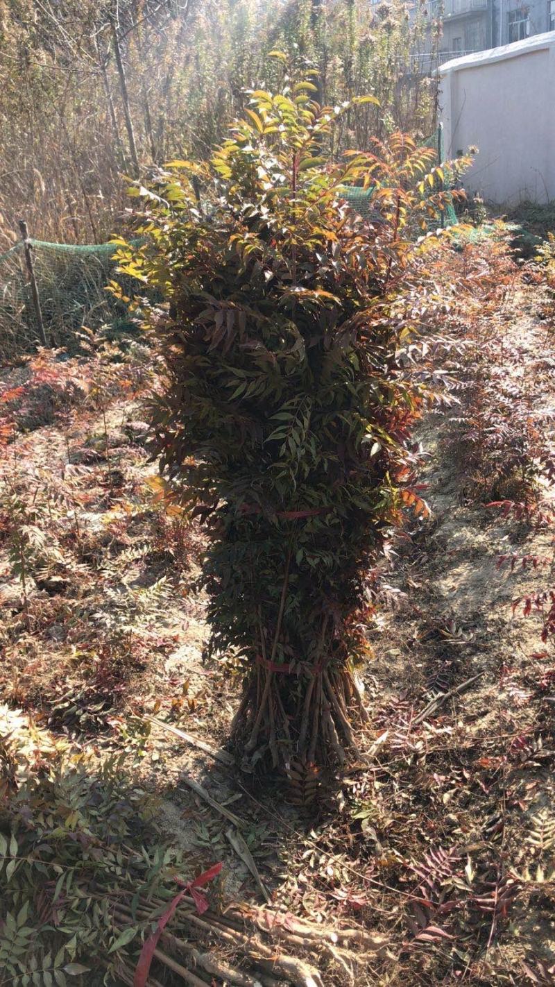 优质黄连木小苗高度30-180cm大量低价供应园林景观
