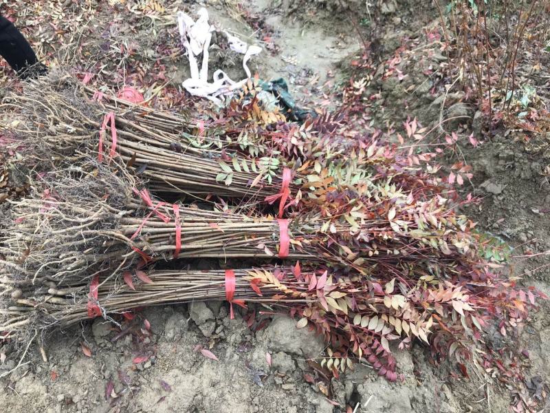 优质黄连木小苗高度30-180cm大量低价供应园林景观