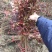 优质黄连木小苗高度30-180cm大量低价供应园林景观